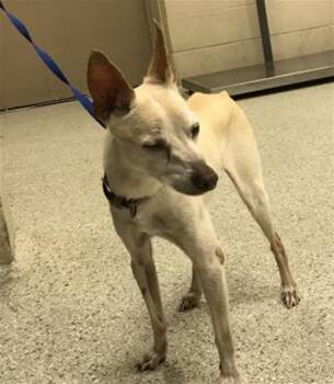 Rescue Chihuahua and Mixed Breed Dogs for Adoption in Conroe, Texas - DOUG | PetCurious