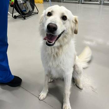 Golden Retriever Dogs Available for Adoption in Hartland, Wisconsin - Bruce-Foster Home Needed | PetCurious