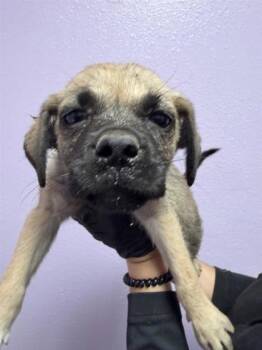 61246392 -  Mixed Breed Dog for Adoption in El Paso, Texas - 61246392 | PetCurious