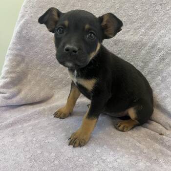 Pit Bull Terrier Dogs Available for Adoption in Kanab, Utah - Jujubes | PetCurious