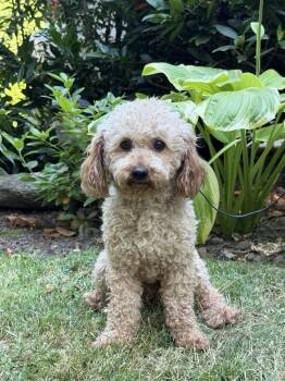 Georgie -  Poodle Dog for Adoption in Puyallup, Washington - Georgie | PetCurious