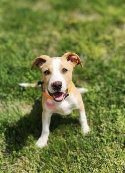 Boxer Dogs Available for Adoption in Newport, Kentucky - Ray | PetCurious