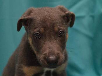 Mandrill -  Shepherd Dog for Adoption in Portland, Oregon - Mandrill | PetCurious