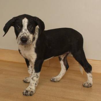 Tank D70662 -  Labrador Retriever and Mixed Breed Dog for Adoption in Minnetonka, Minnesota - Tank D70662 | PetCurious