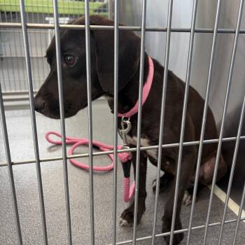 Sweetie -  Terrier and Mixed Breed Dog for Adoption in Montgomery, Alabama - Sweetie | PetCurious