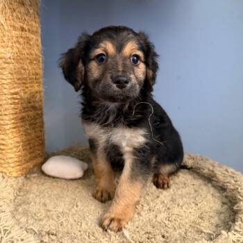Kit Kat -  Mixed Breed Dog for Adoption in Wappingers Falls, New York - Kit Kat | PetCurious