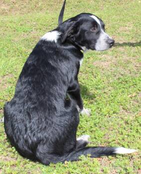 Labrador Retriever and Australian Cattle Dog Blue Heeler Dogs Available for Adoption - Fanta 43232 | PetCurious