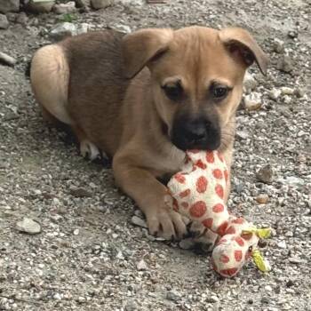 German Shepherd Dog and Husky Dogs Available for Adoption in Chesapeake, Virginia - Willow FKA Nelly | PetCurious