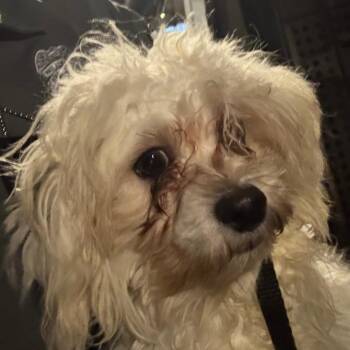 Lenore -  Mixed Breed Dog for Adoption in Philadelphia, Pennsylvania - Lenore | PetCurious