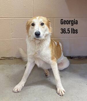 Rescue Collie and Brittany Spaniel Dogs for Adoption in Clearfield, Kentucky - Georgia | PetCurious