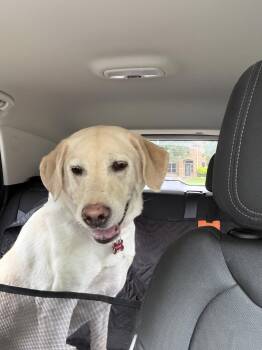 Labrador Retriever Dogs Available for Adoption in Denton, Texas - Marley | PetCurious