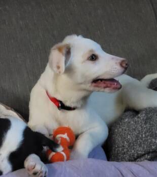 Terrier Dogs Available for Adoption - Cami | PetCurious