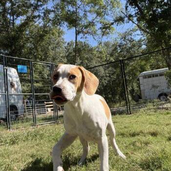 Gavin -  Hound and Labrador Retriever Dog for Adoption in Sanford, North Carolina - Gavin | PetCurious
