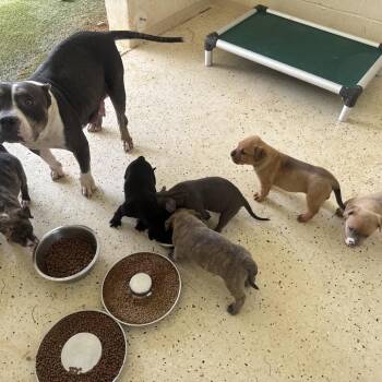 TORBIN 5439 -  Staffordshire Bull Terrier and Mixed Breed Dog for Adoption in Loxahatchee Groves, Florida - TORBIN 5439 | PetCurious