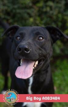 Big Boy -  Labrador Retriever Dog for Adoption in Mobile, Alabama - Big Boy | PetCurious
