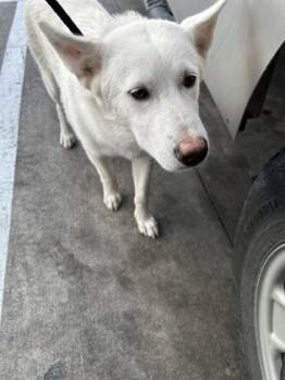 Rescue German Shepherd Dog and Mixed Breed Dogs for Adoption in Fort Worth, Texas - 59830141 | PetCurious