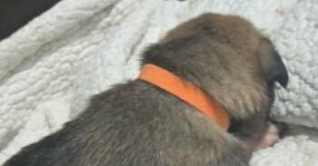 Belgian Shepherd Malinois and German Shepherd Dog Dogs Available for Adoption in Imlay City, Michigan - Hornet (Aircraft Litter, Orange Collar)- Located In NV | PetCurious