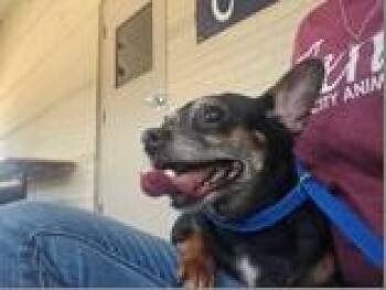 Chihuahua Dogs Available for Adoption in Portland, Maine - Kaitlyn | PetCurious
