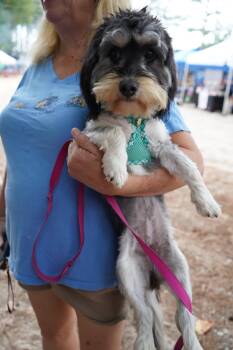 Cupcake -  Maltese and Dachshund Dog for Adoption in Holly Springs, North Carolina - Cupcake | PetCurious