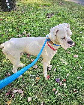 Gus -  Boxer Dog for Adoption in Monticello, New York - Gus | PetCurious