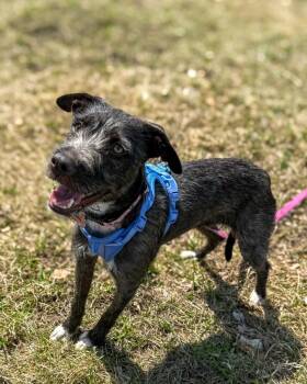 Terrier Dogs Available for Adoption in Calgary, Alberta - Truffa | PetCurious