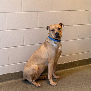 Rescue Labrador Retriever and Mixed Breed Dogs for Adoption in Council Bluffs, Iowa - Platypus | PetCurious