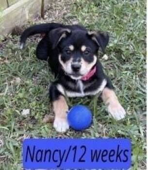 Labrador Retriever Dogs Available for Adoption in Colorado Springs, Colorado - Nancy | PetCurious