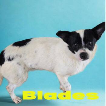 Chihuahua Dogs Available for Adoption in Briarcliff Manor, New York - Blades | PetCurious