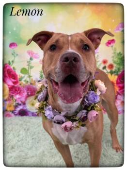 Mixed Breed Dogs Available for Adoption - Lemon | PetCurious