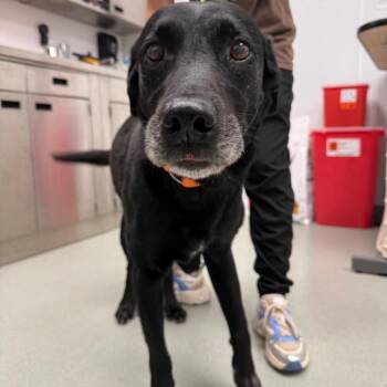 Tuck -  Black Labrador Retriever and Mixed Breed Dog for Adoption in Abilene, Texas - Tuck | PetCurious