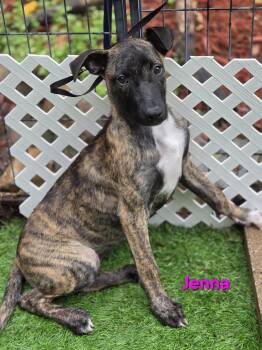 Jenna -  Dutch Shepherd and Mixed Breed Dog for Adoption in Blairstown, New Jersey - Jenna | PetCurious