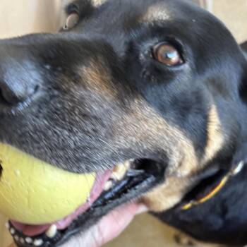 Sampson (Sam) -  Rottweiler and Black Labrador Retriever Dog for Adoption in Lenoir, North Carolina - Sampson (Sam) | PetCurious