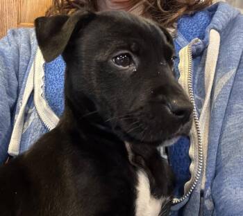 Australian Shepherd and Mixed Breed Dogs Available for Adoption in Clinton, Wisconsin - Rosie | PetCurious