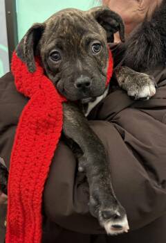 Pit Bull Terrier Dogs Available for Adoption - Whit | PetCurious