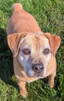 ELY -  Beagle Dog for Adoption in Akron, Ohio - ELY | PetCurious