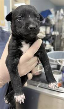 TIMON -  German Shepherd Dog and Mixed Breed Dog for Adoption in Riverside, California - TIMON | PetCurious
