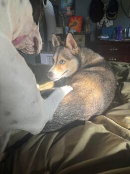 Rescue Husky Dogs for Adoption in Collingswood, New Jersey - Tina | PetCurious