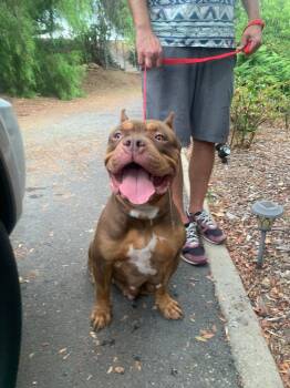 Rescue Pit Bull Terrier Dogs for Adoption in San Diego, California - Mariah (aka Ruby) | PetCurious