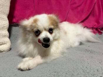 Macadamia -  Pomeranian Dog for Adoption in Mukwonago, Wisconsin - Macadamia | PetCurious