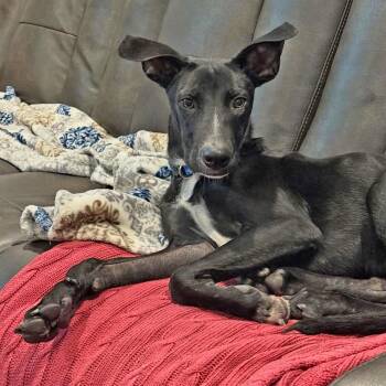 German Shepherd Dog and Manchester Terrier Dogs Available for Adoption - Caden | PetCurious