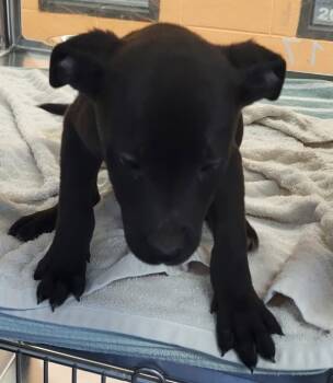 Rescue Labrador Retriever and Pit Bull Terrier Dogs for Adoption in Lawrenceville, Georgia - Pen 217 Jet | PetCurious