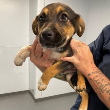 Hound and Mixed Breed Dogs Available for Adoption in Roanoke, Virginia - Marvin | PetCurious