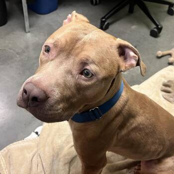 Tortilla -  Pit Bull Terrier Dog for Adoption in Pittsburgh, Pennsylvania - Tortilla | PetCurious