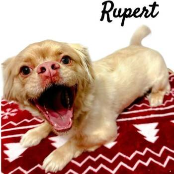 Rescue French Bulldog and Shih Tzu Dogs for Adoption in Tulsa, Oklahoma - Rupert | PetCurious