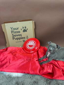 Pit Bull Terrier and American Bulldog Dogs Available for Adoption - Margherita | PetCurious