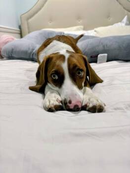 Vale -  Beagle Dog for Adoption in Elk Grove, California - Vale | PetCurious