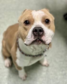 Pit Bull Terrier Dogs Available for Adoption - Cash | PetCurious