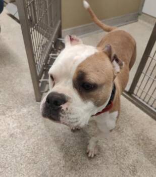 Piglet -  Mixed Breed Dog for Adoption in Lafayette, Indiana - Piglet | PetCurious
