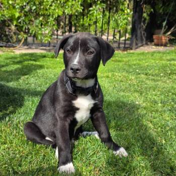 Black Labrador Retriever and Shepherd Dogs Available for Adoption in Los Gatos, California - Juniper | PetCurious