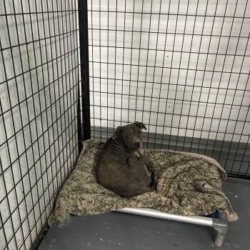 Stella Pawton -  Pit Bull Terrier and None Dog for Adoption in St. Louis, Missouri - Stella Pawton | PetCurious